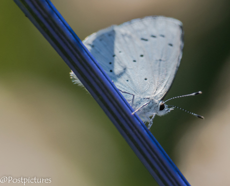 Blue Butterfly