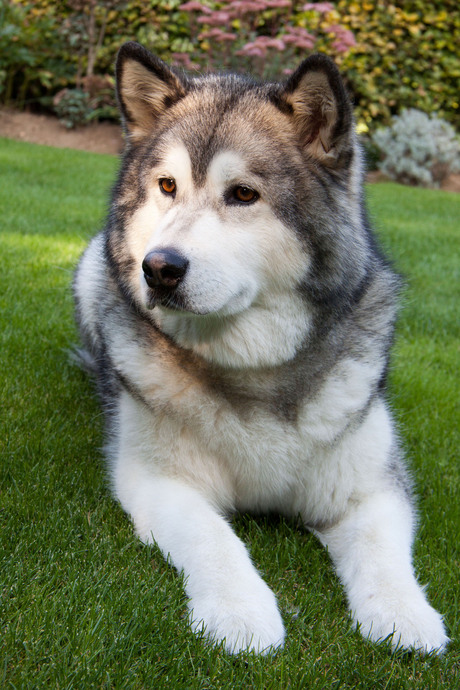 Alaskan Malamute