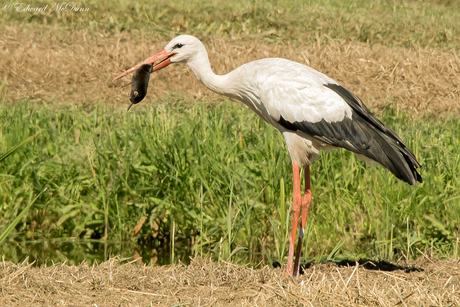 Ooievaar lust wel een molletje