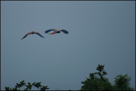 Vliegende papegaaien