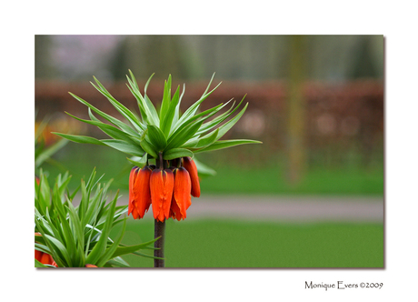 Keizerskroon Keukenhof