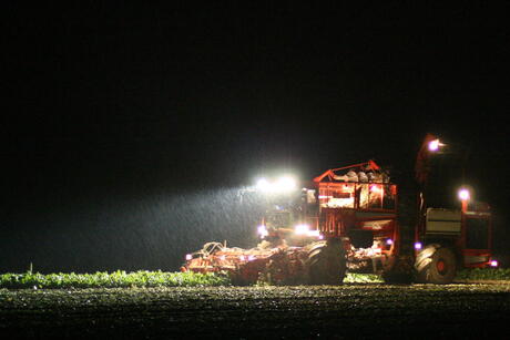 Bietenrooien in de nacht