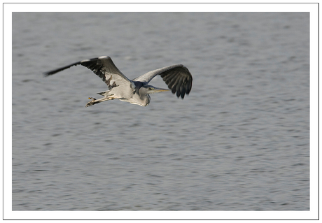 Overvliegende reiger!