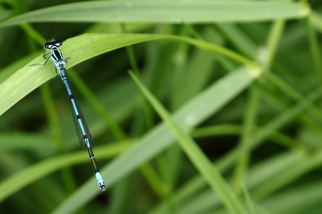 dragonfly blue