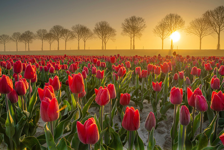 Sunrise tulips