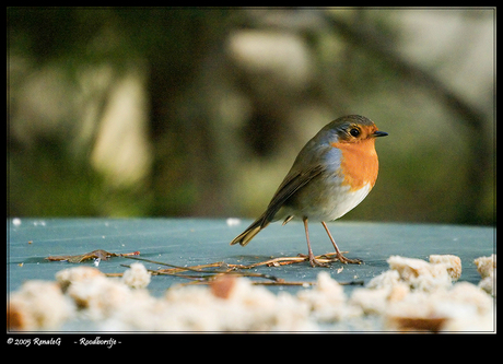 Roodborst