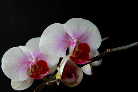 orchidee