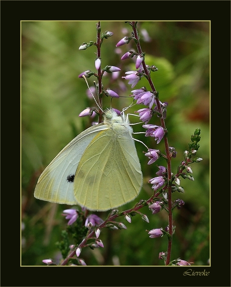 witje op heide