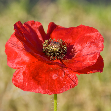 Papaver rhoeas