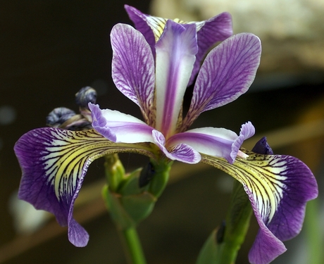 Iris