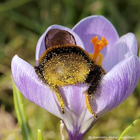 Hommel in Krokus