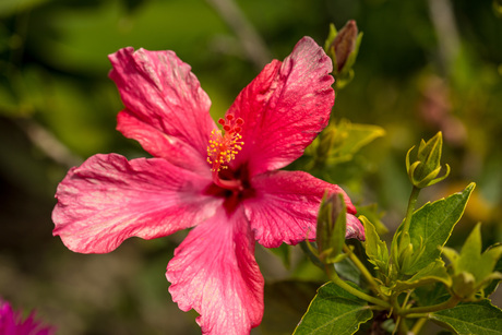 Hibiscus sinensis ( Chinese roos )