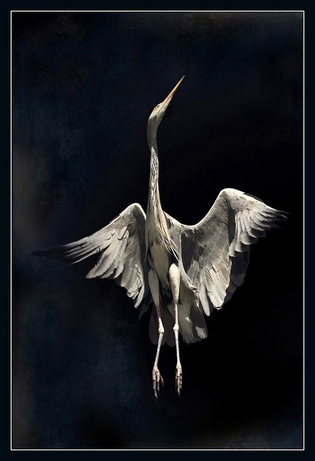 Heron dance