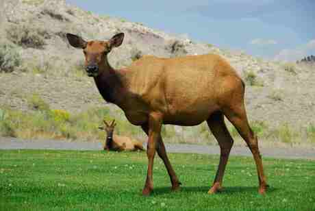 Elk in Yellowstone