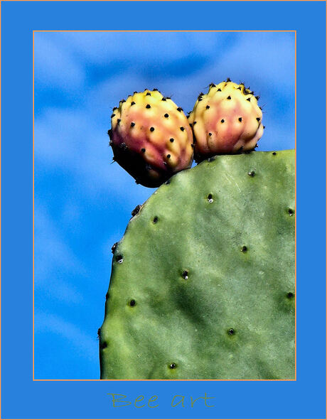 Cactus twin