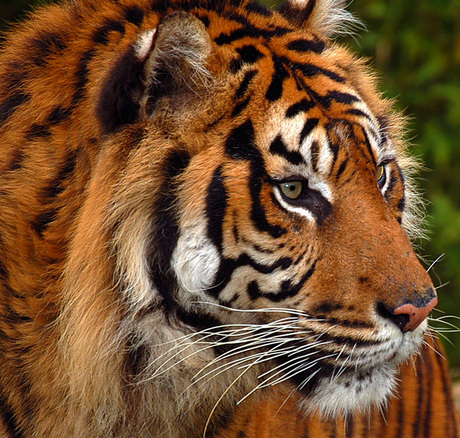 Panthera tigris