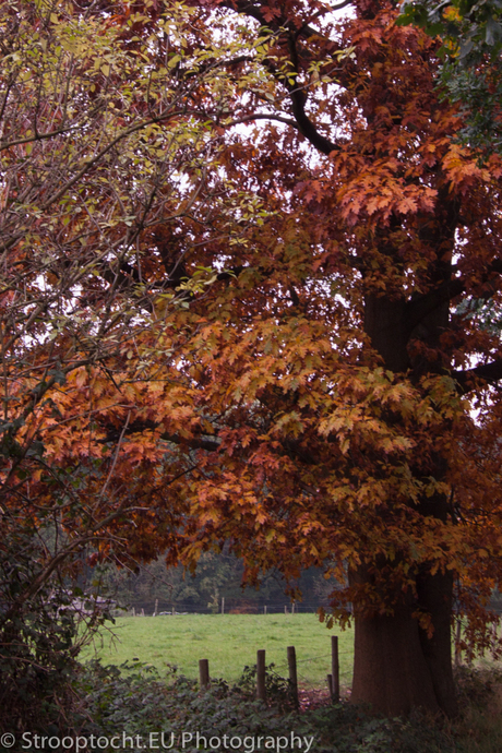 Colorful Meinweg