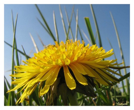 paardenbloem