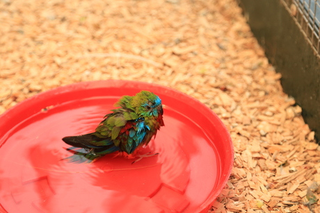 vogels in de voliere nemen een bad