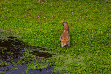 Ploeteren door het water