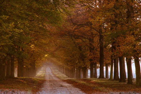 herfstwandeling Plankenwambuis 4