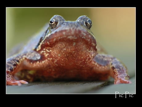 Frog eyes