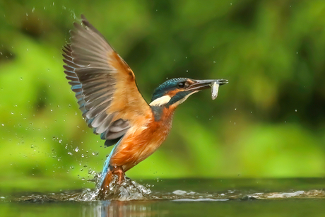 IJsvogel duikt visje op