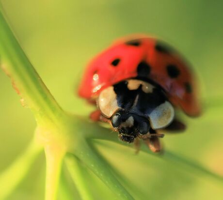 lieveheersbeestje (macro)