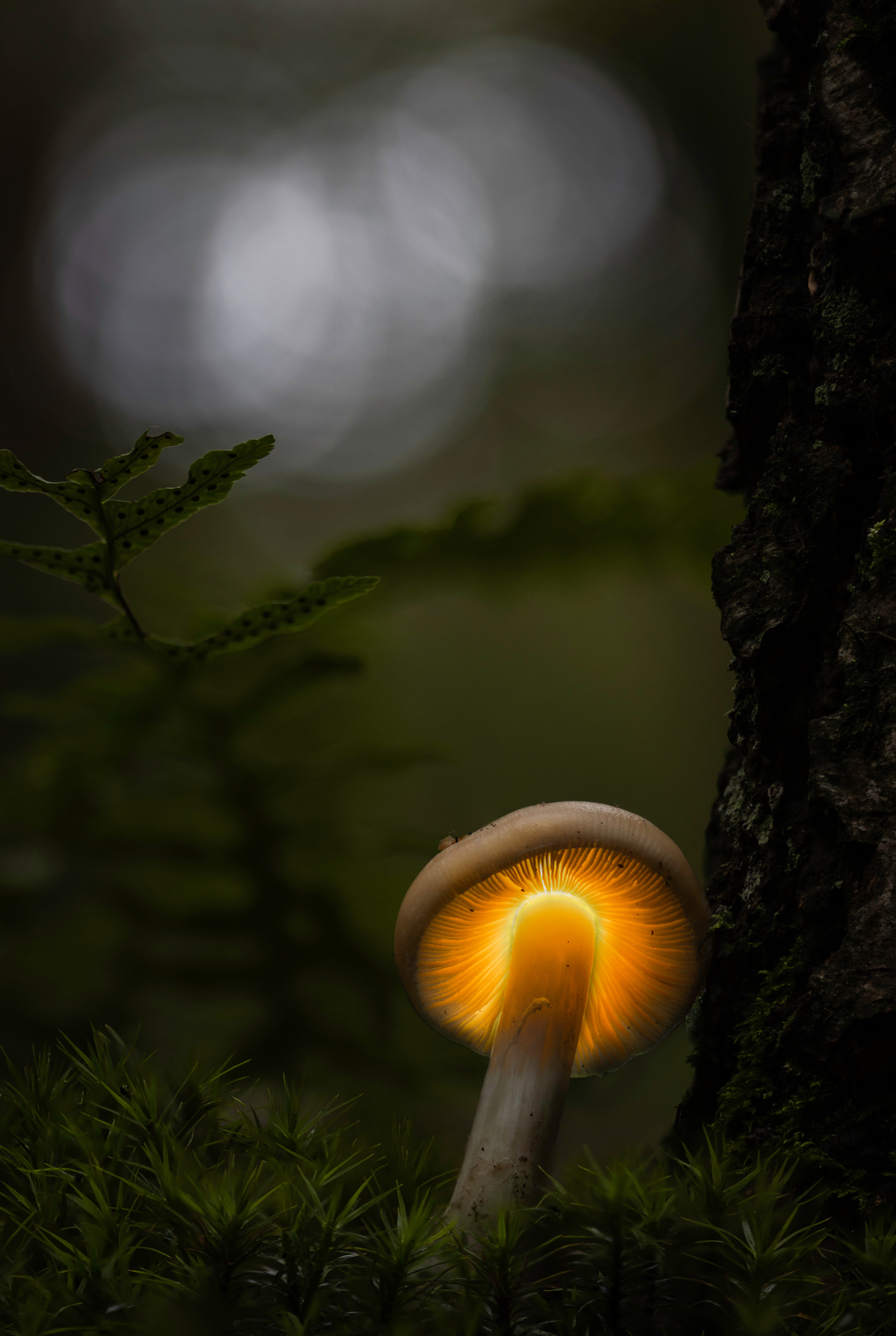 Magic in the forrest - - - foto door fiveelementsmedia op 08-10-2020 - deze foto bevat: natuur, licht, fantasie, kerstkaart, paddenstoelen, kunst, bewerking, sfeer, photoshop, creatief, sprookje, manipulatie, wallpaper, bokeh, lightroom, bewerkingsuitdaging