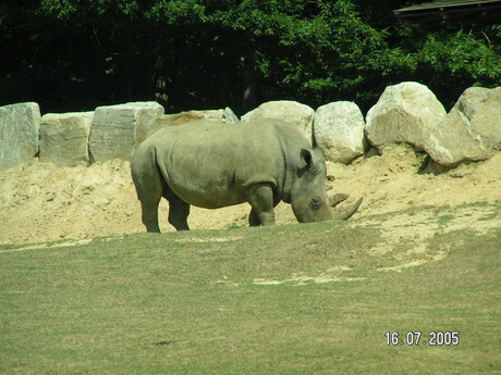 neushoorn