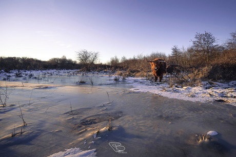 Schotse hooglander in ijzig landschap