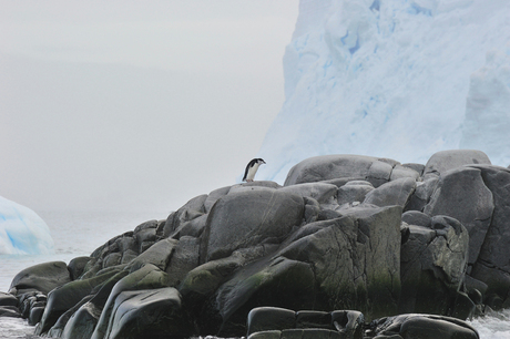 Kinneband pinguin op Melchior Island