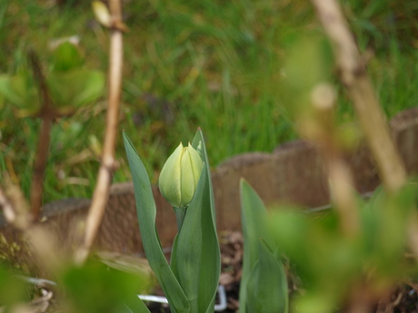 tulp