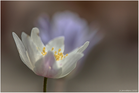 Anemone nemorosa