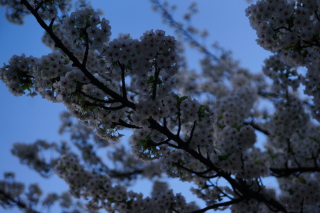 Eindelijk lente, bloesem in boom