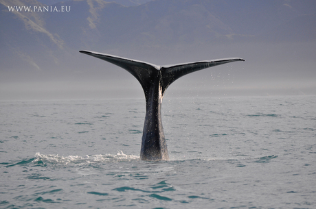 humpback whale - New Zealand