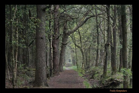 Bos in bakkeveen 2009