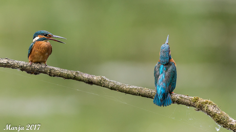 Ruzie tussen ouder en pa ijsvogel