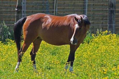 paard aan het genieten van de zon