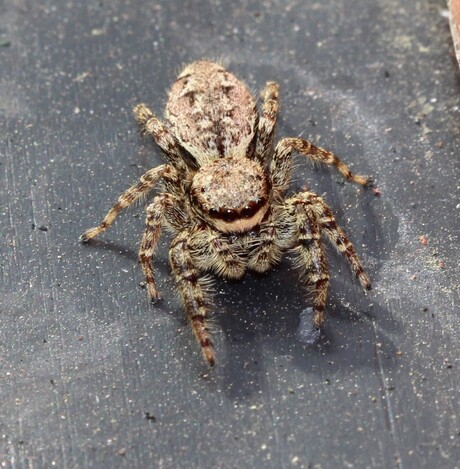 Jumping Spider