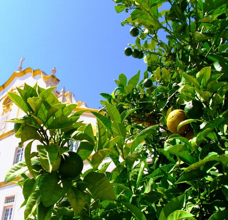 A blue sky, a lemon tree