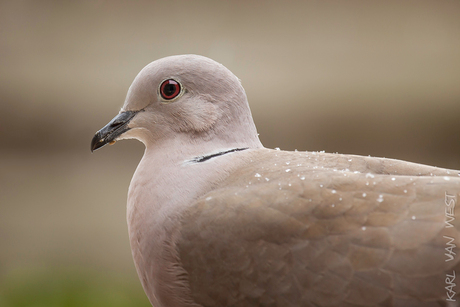 Tortelduif portret