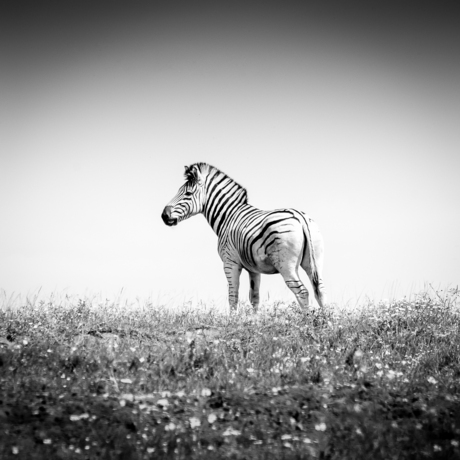 Zebra op de Zuid-Afrikaanse Savanne