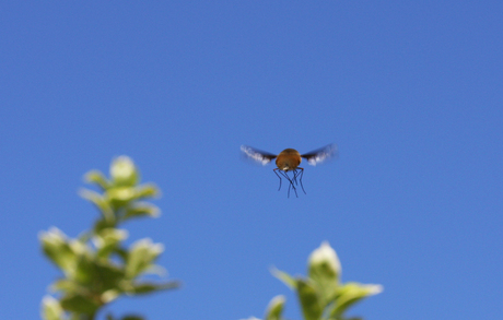 hommeles in de lucht