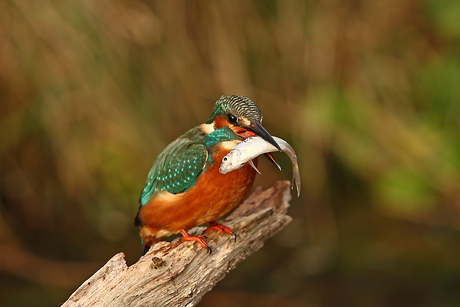 ijsvogel