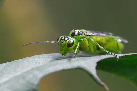 Groene bladwesp