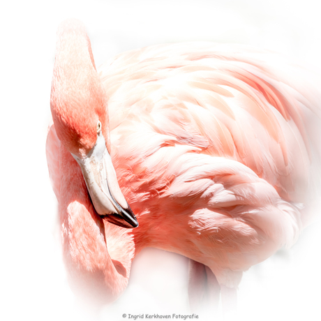 High Key Flamingo