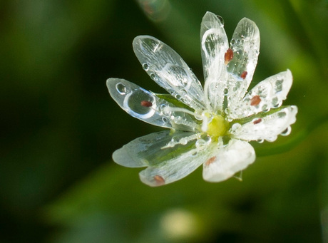 flower of glass (2)