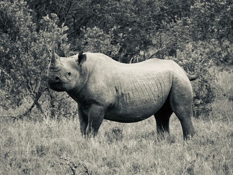 Neushoorn Kenia