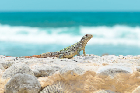 Iguana